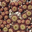 Sempervivum calcareum